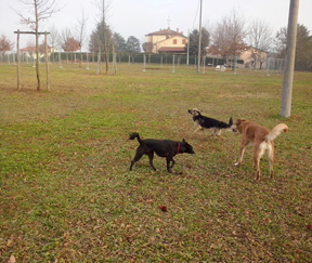 Imola dog 3