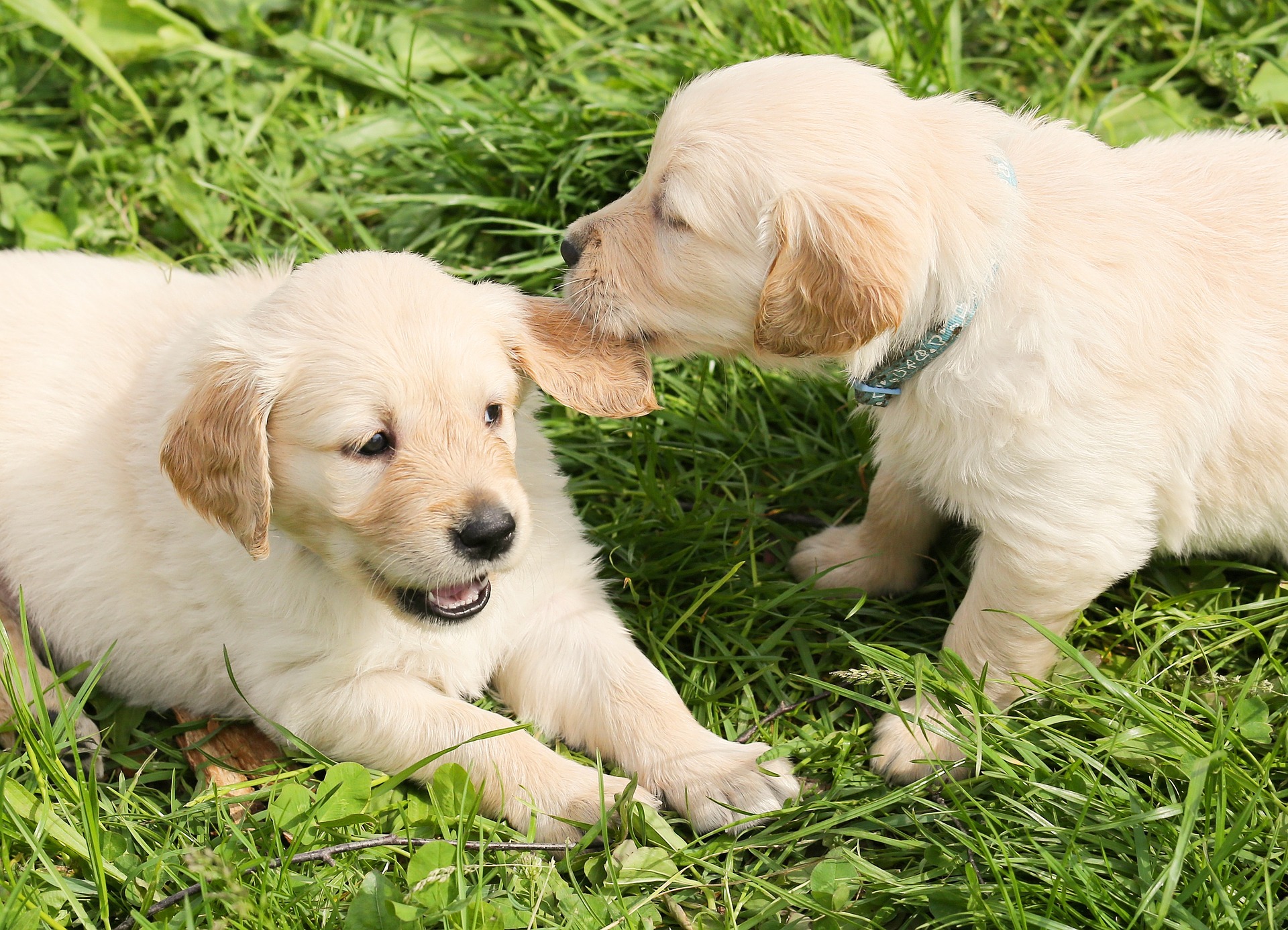 PERCORSO CUCCIOLI