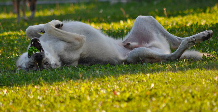 Asilo per cani Imola dog